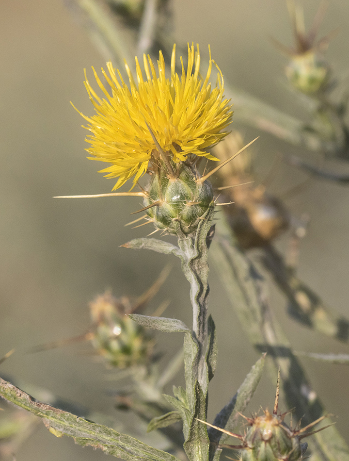 Изображение особи Centaurea solstitialis.