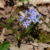 Scilla bifolia