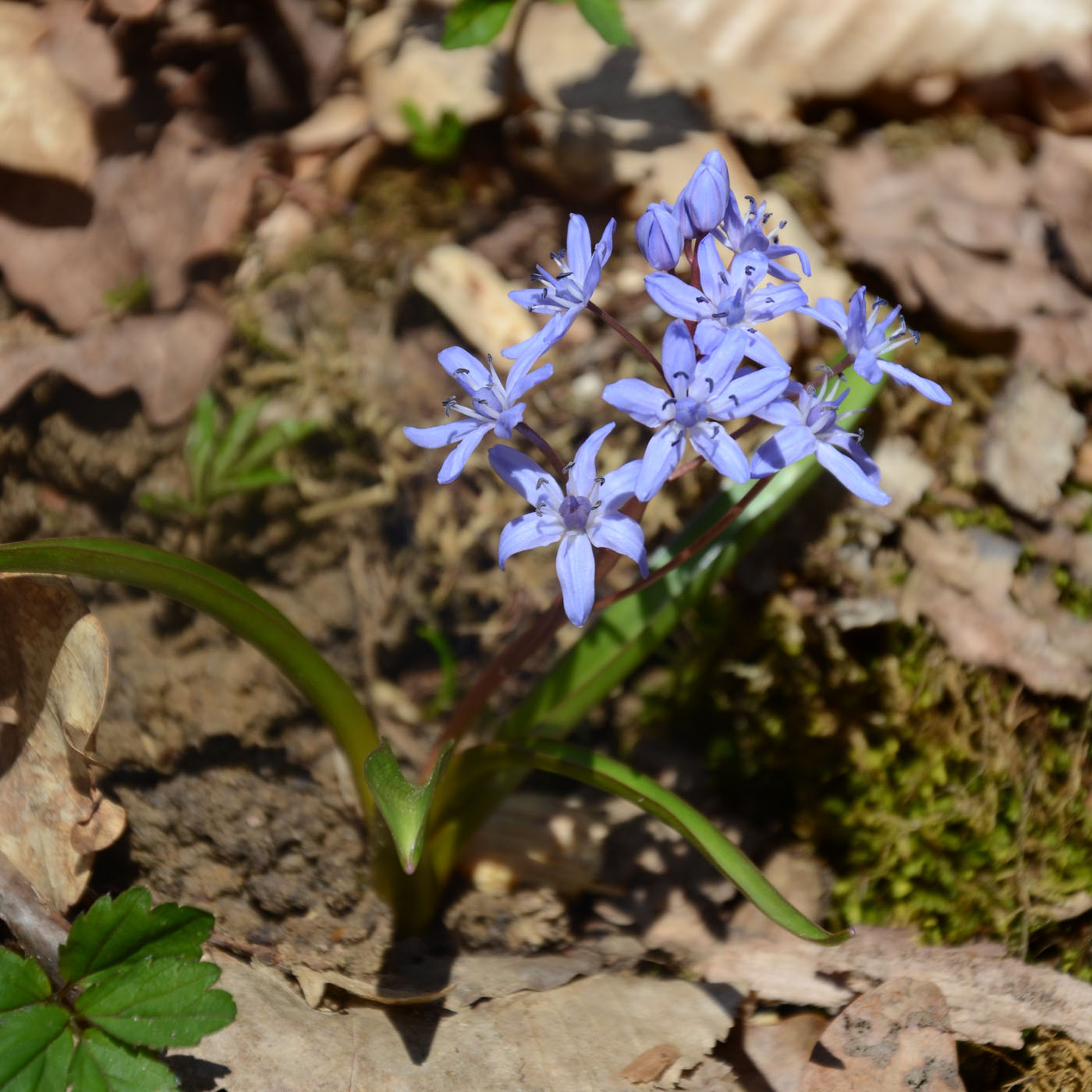 Изображение особи Scilla bifolia.