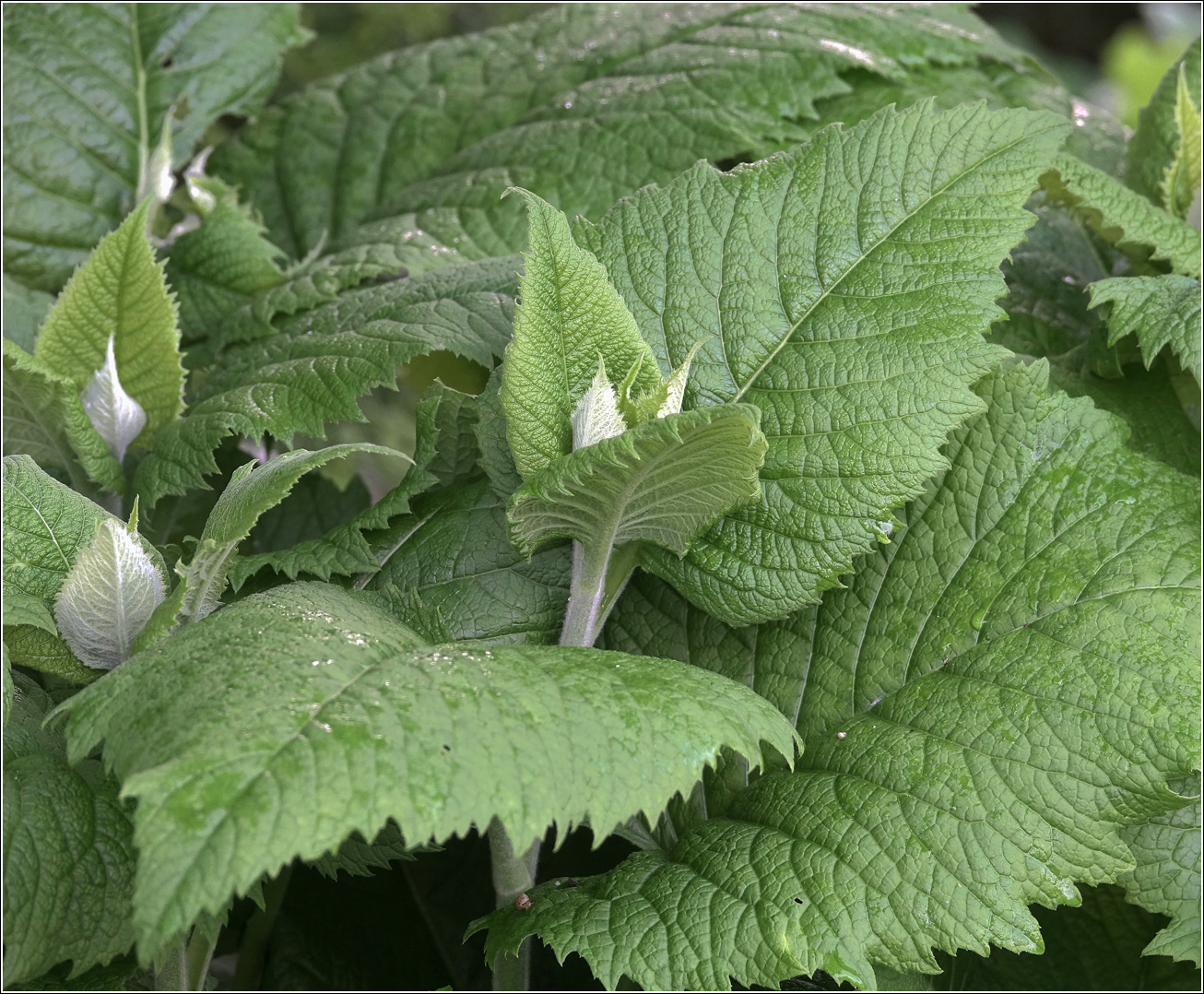Изображение особи Telekia speciosa.