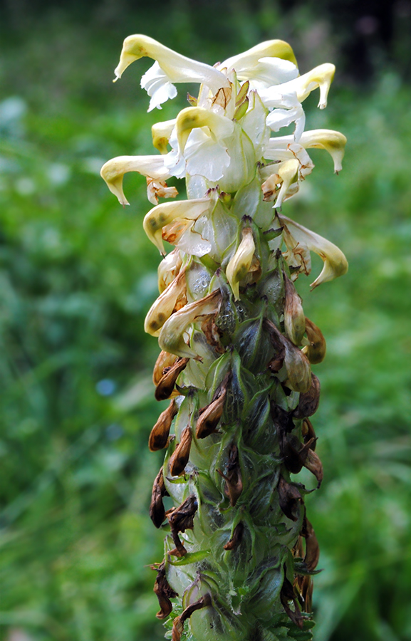 Image of Pedicularis compacta specimen.