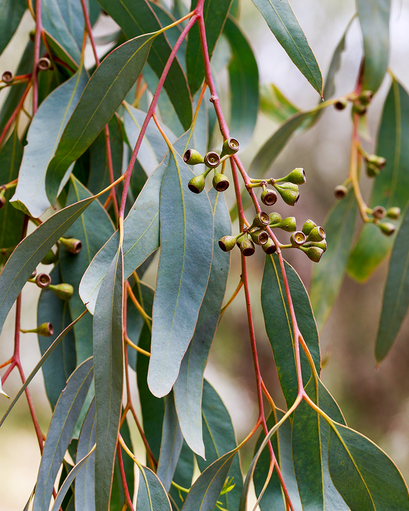 Image of genus Eucalyptus specimen.