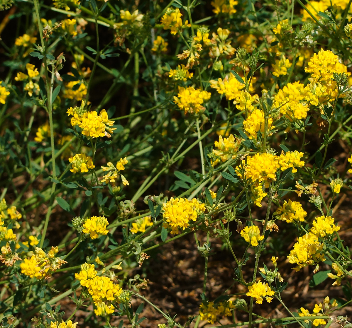 Изображение особи Medicago falcata.