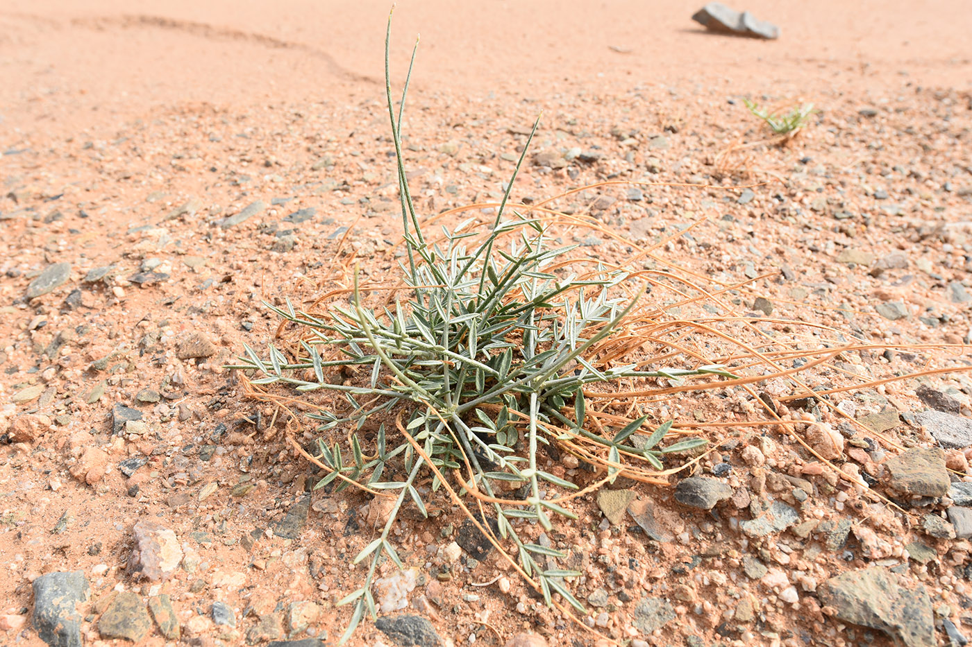 Изображение особи Astragalus sogotensis.
