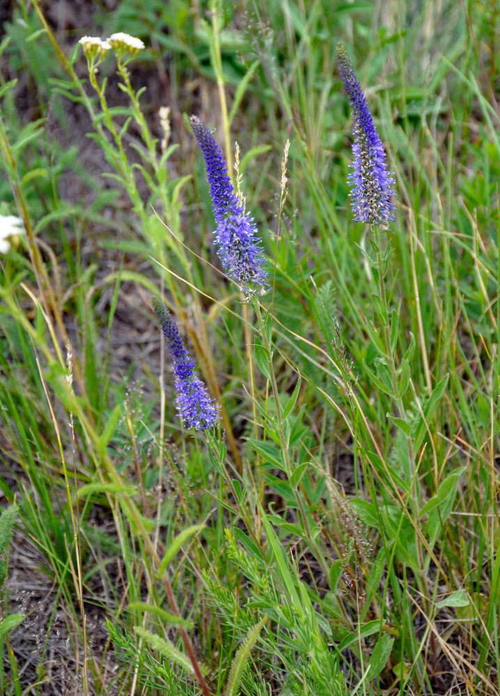 Image of Veronica spicata specimen.