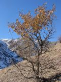 Crataegus pontica