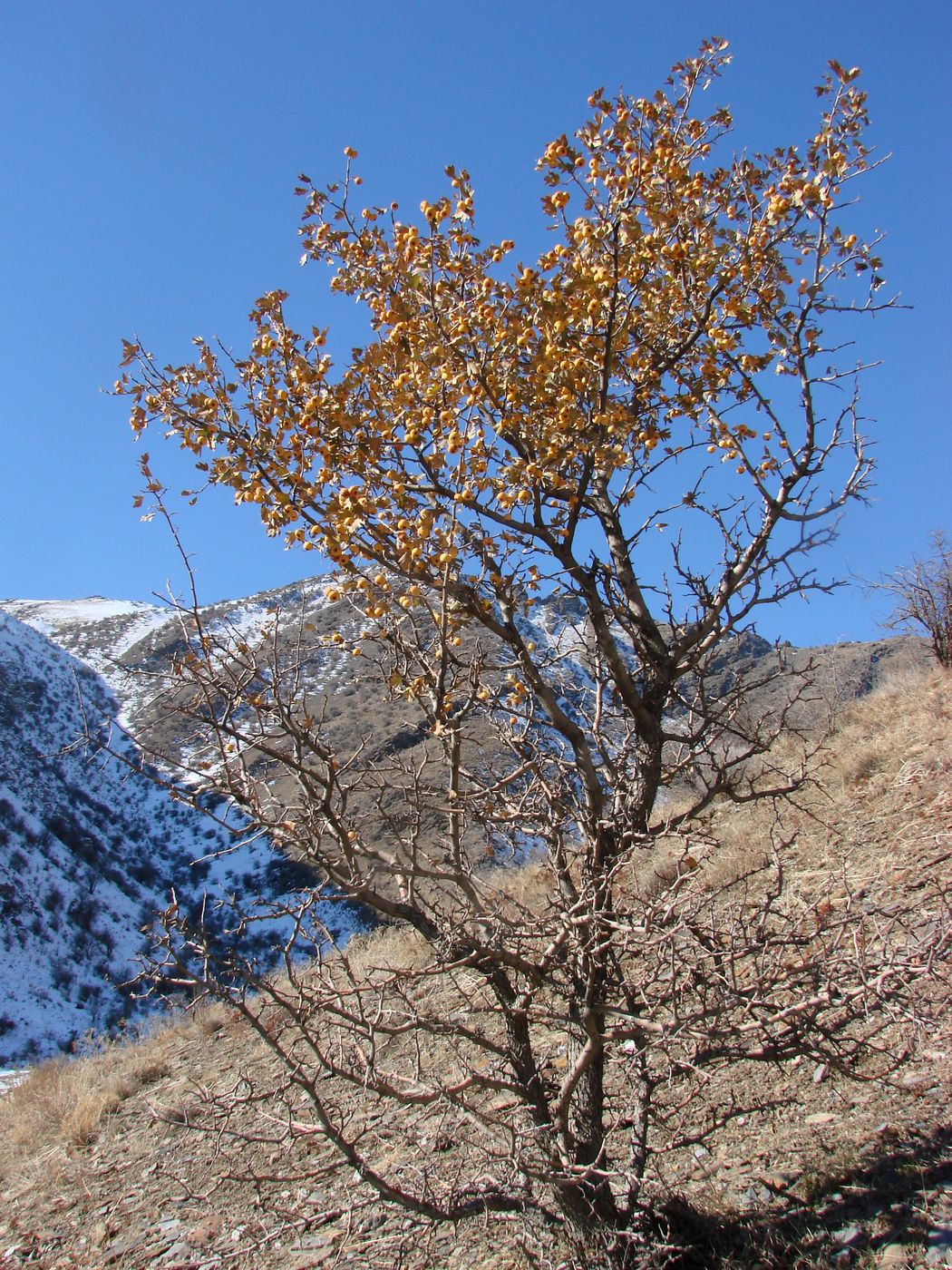 Image of Crataegus pontica specimen.