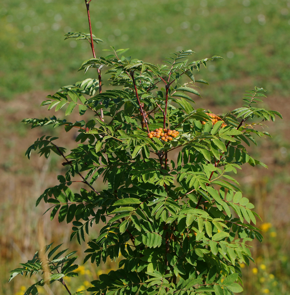 Image of Sorbus aucuparia specimen.