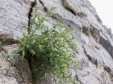 Hedysarum flavescens