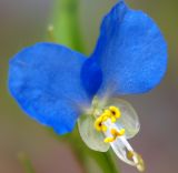 Commelina communis. Цветок. Приморский край, Лазовский р-н, Лазовский заповедник, окр. кордона Карпадь, берег реки Прямушки. 19.08.2009.