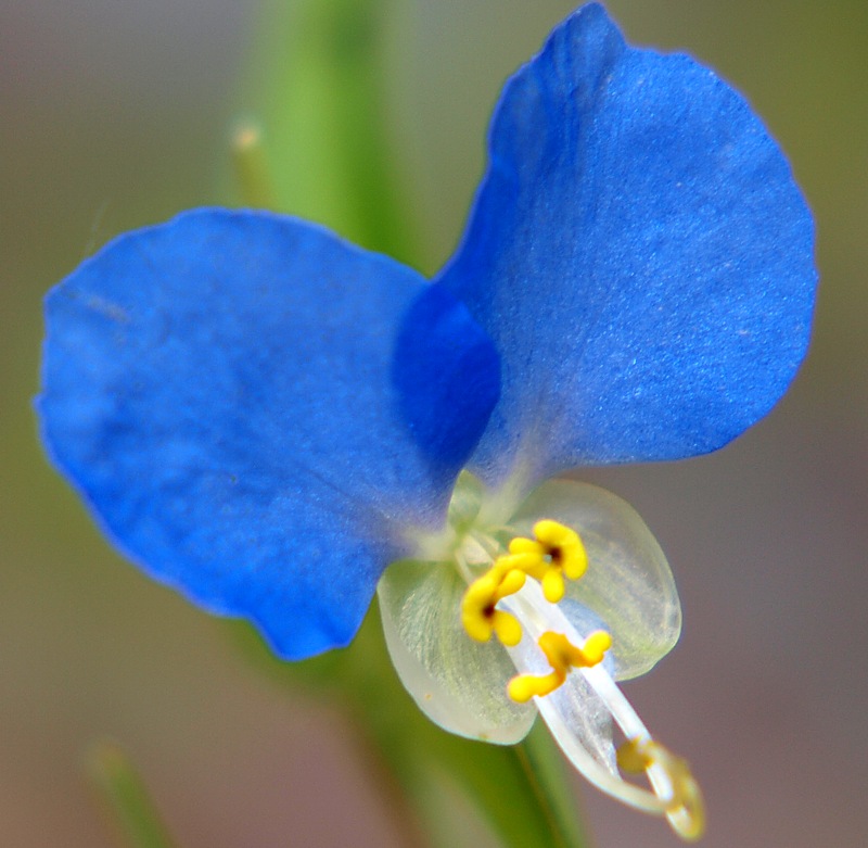 Изображение особи Commelina communis.