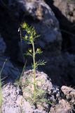 Descurainia sophioides. Цветущее растение. Таймыр, окр. оз. Таймыр, мыс Саблера, тундра. 1-3 августа 2013 г.