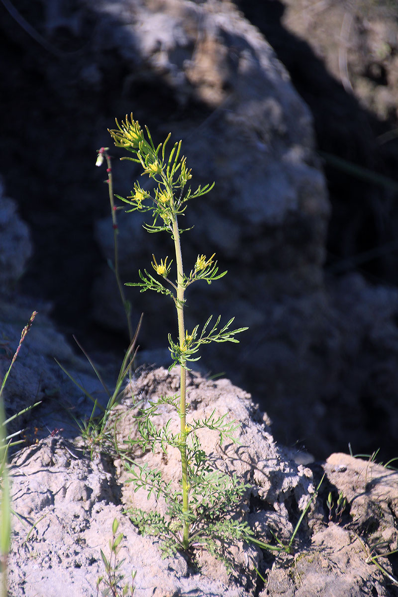 Image of Descurainia sophioides specimen.