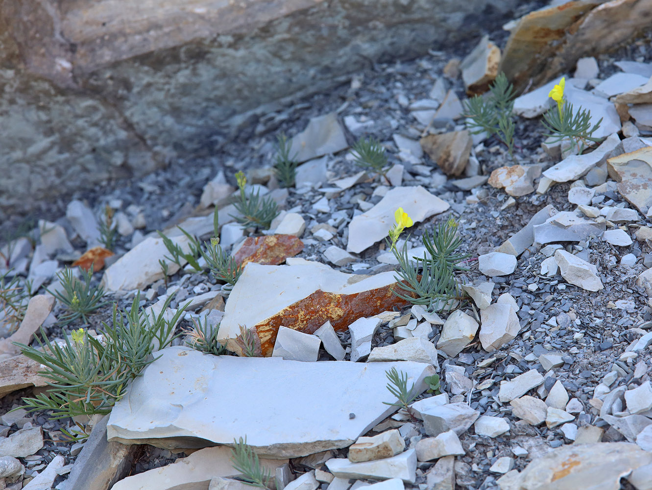 Image of Linaria markotchensis specimen.