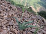 Tulipa vvedenskyi. Плодоносящее растение. Узбекистан, Ташкентская обл., южный склон Чаткальского хребта, бассейн р. Ахангаран, Каттасай, выше турбазы Янгиабад, около 1800 м н.у.м, крупнообломочная осыпь. 18.05.2022.