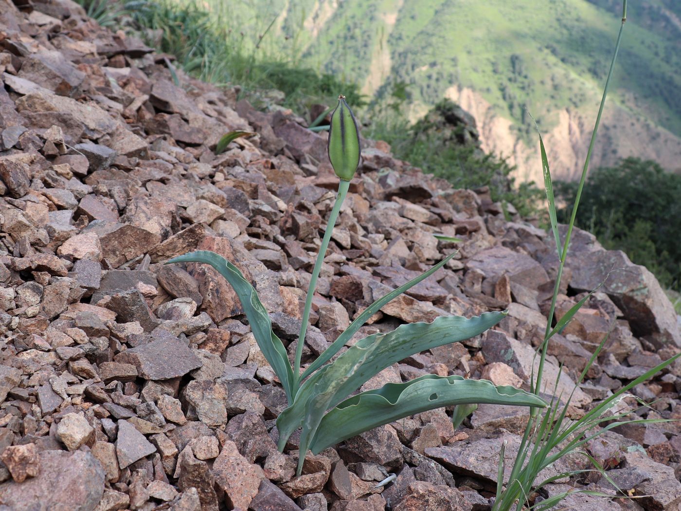 Image of Tulipa vvedenskyi specimen.