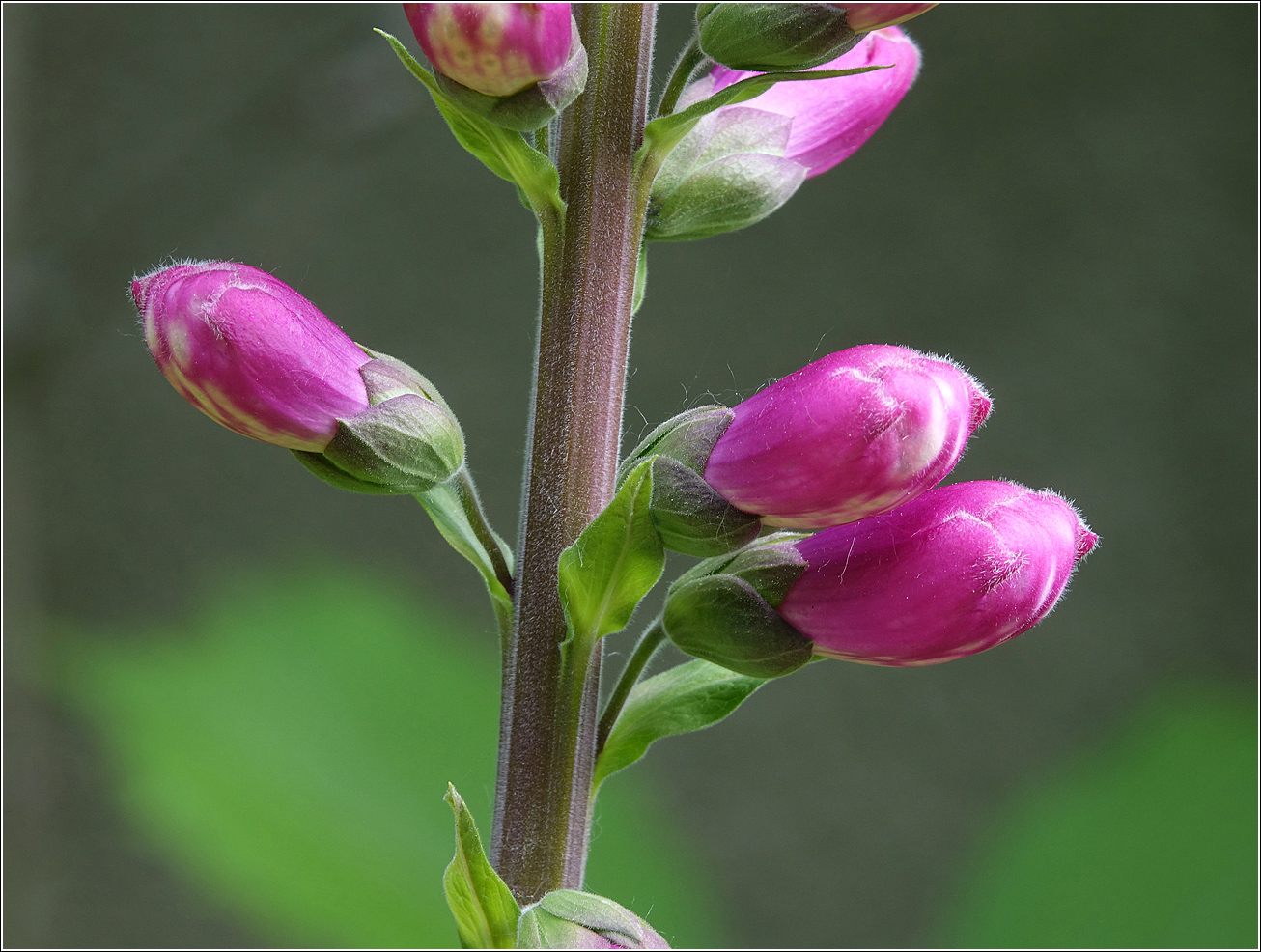 Image of Digitalis purpurea specimen.