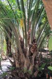 семейство Arecaceae. Нижняя часть отцветшего растения. Мадагаскар, провинция Туамасина, регион Ацинанана, заповедник \"Пальмариум\". 13.10.2016.