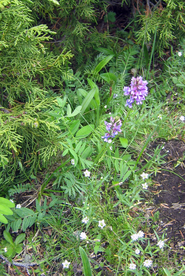 Image of Oxytropis lapponica specimen.