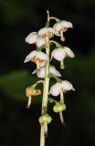 Pyrola rotundifolia