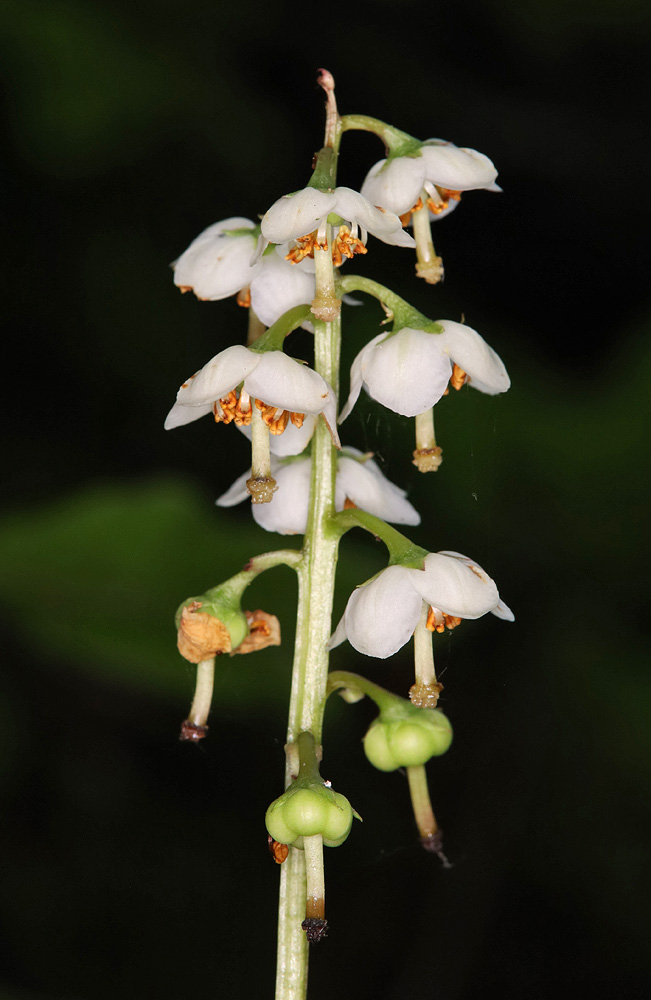 Изображение особи Pyrola rotundifolia.