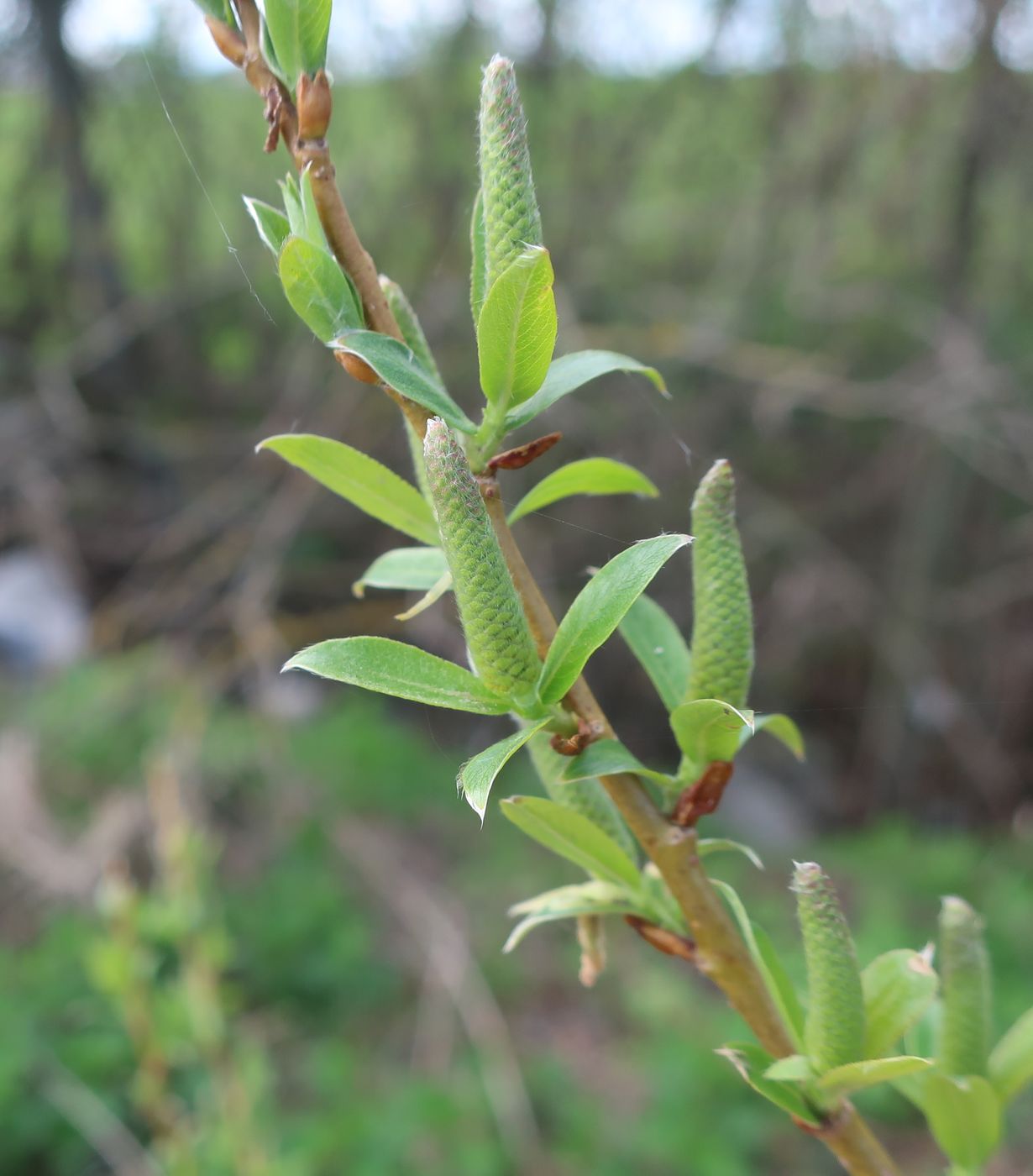 Image of Salix triandra specimen.