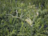 Heracleum sibiricum