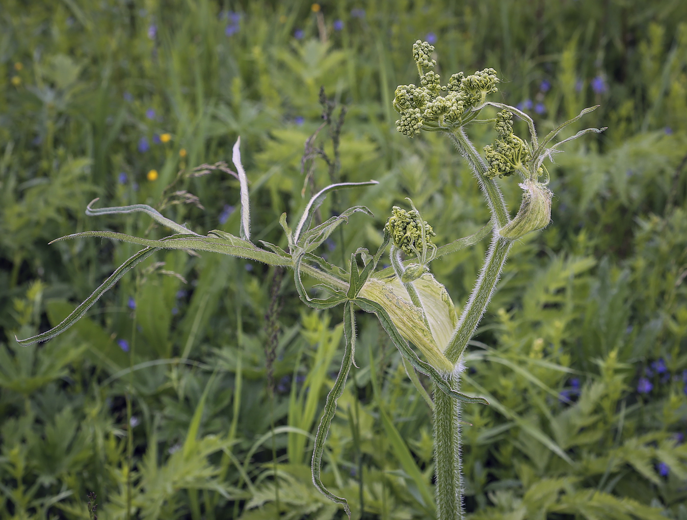 Изображение особи Heracleum sibiricum.