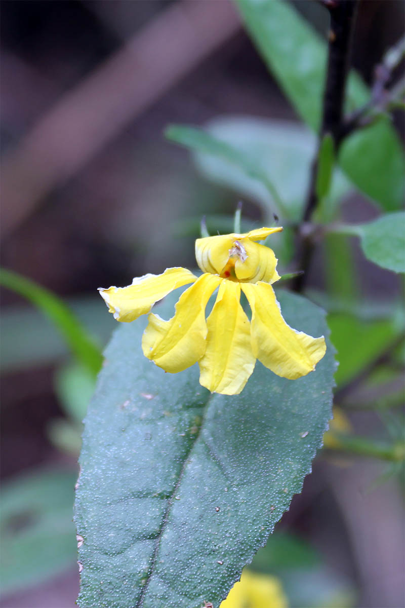 Image of Goodenia ovata specimen.