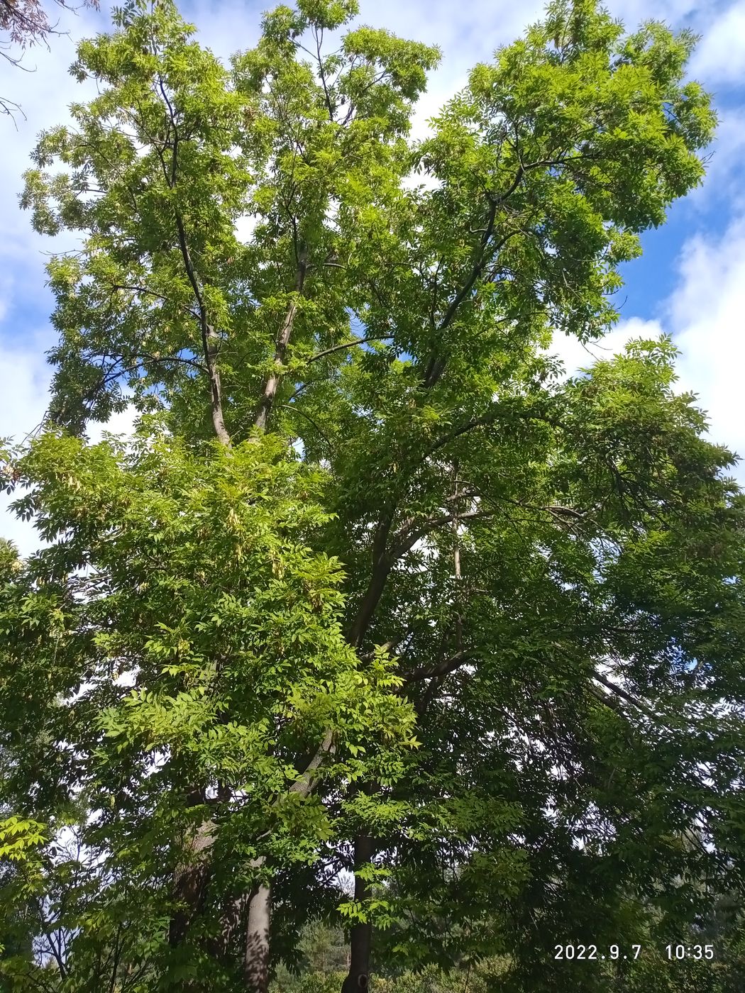 Изображение особи Fraxinus mandshurica.