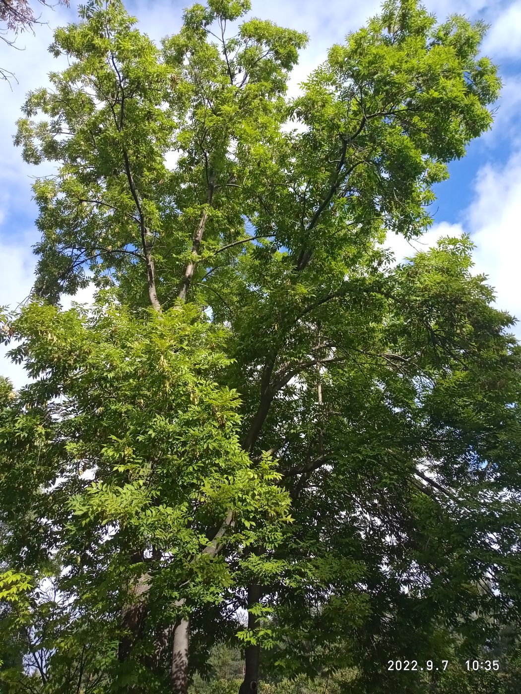 Изображение особи Fraxinus mandshurica.