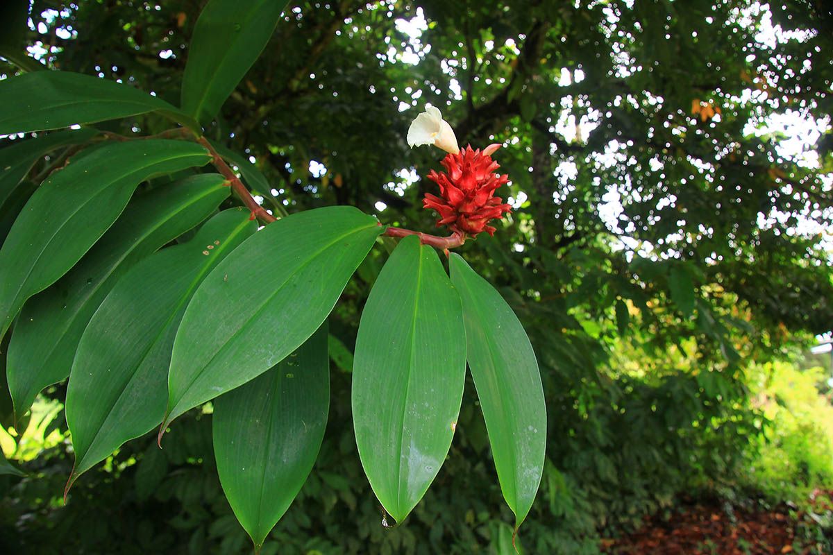 Изображение особи Hellenia speciosa.