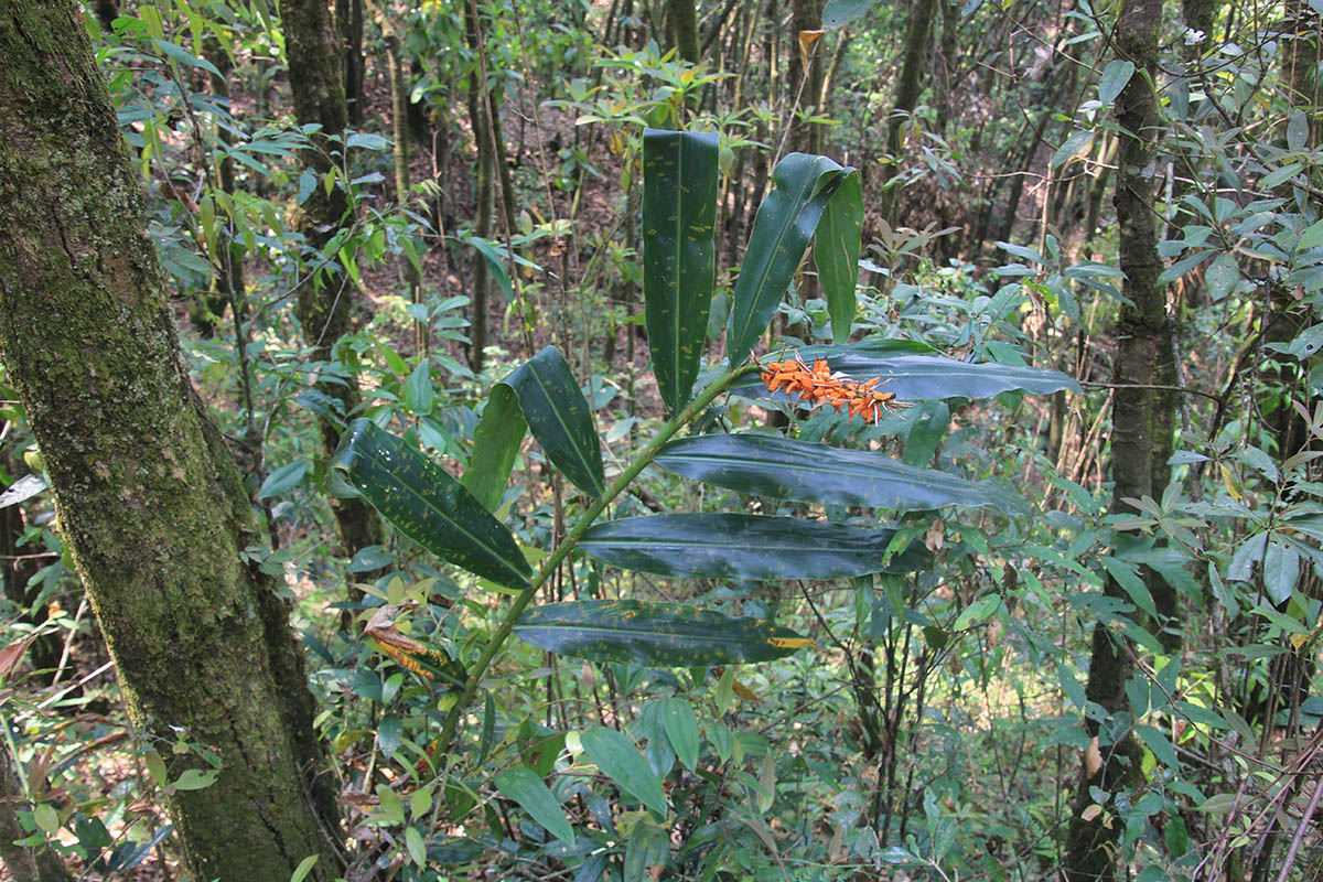 Image of Hedychium coccineum specimen.