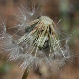 Taraxacum longipyramidatum