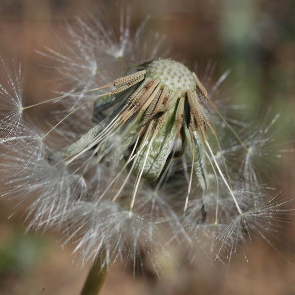 Изображение особи Taraxacum longipyramidatum.