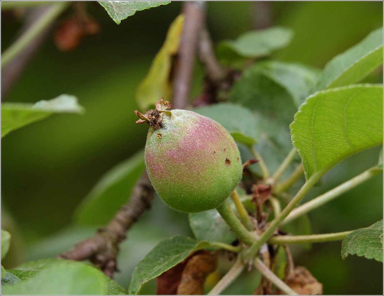 Изображение особи Malus domestica.