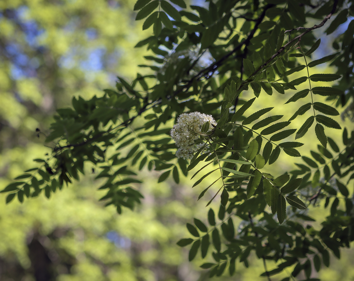 Изображение особи Sorbus aucuparia.