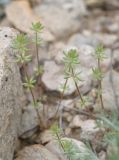 Galium verticillatum. Зацветающее растение. Крым, хр. Биюк-Янышар, гора Джан-Кутаран, приморский склон. 25 апреля 2021 г.