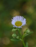 Erigeron annuus подвид lilacinus. Цветущее и развивающееся соцветия. Республика Адыгея, окраина пос. Каменномостский, ур. Холодное, луг. 28 июля 2022 г.