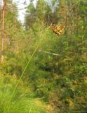 Carex paupercula