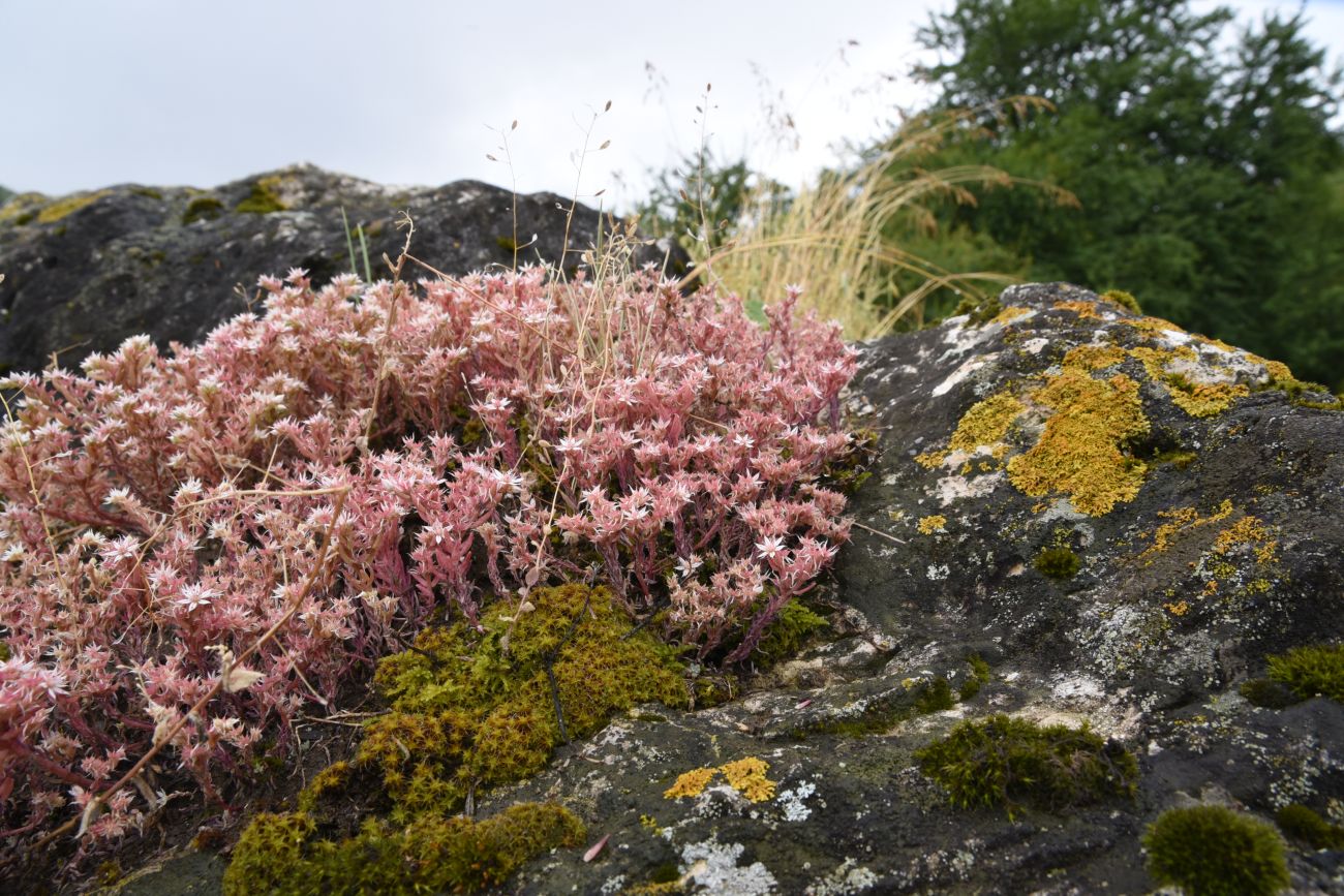 Image of Sedum hispanicum specimen.