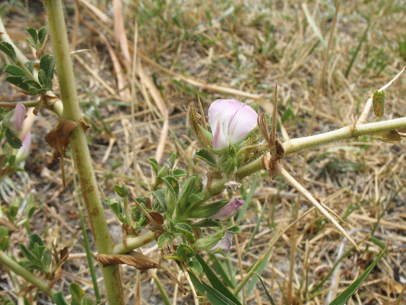 Изображение особи Ononis arvensis ssp. spinescens.