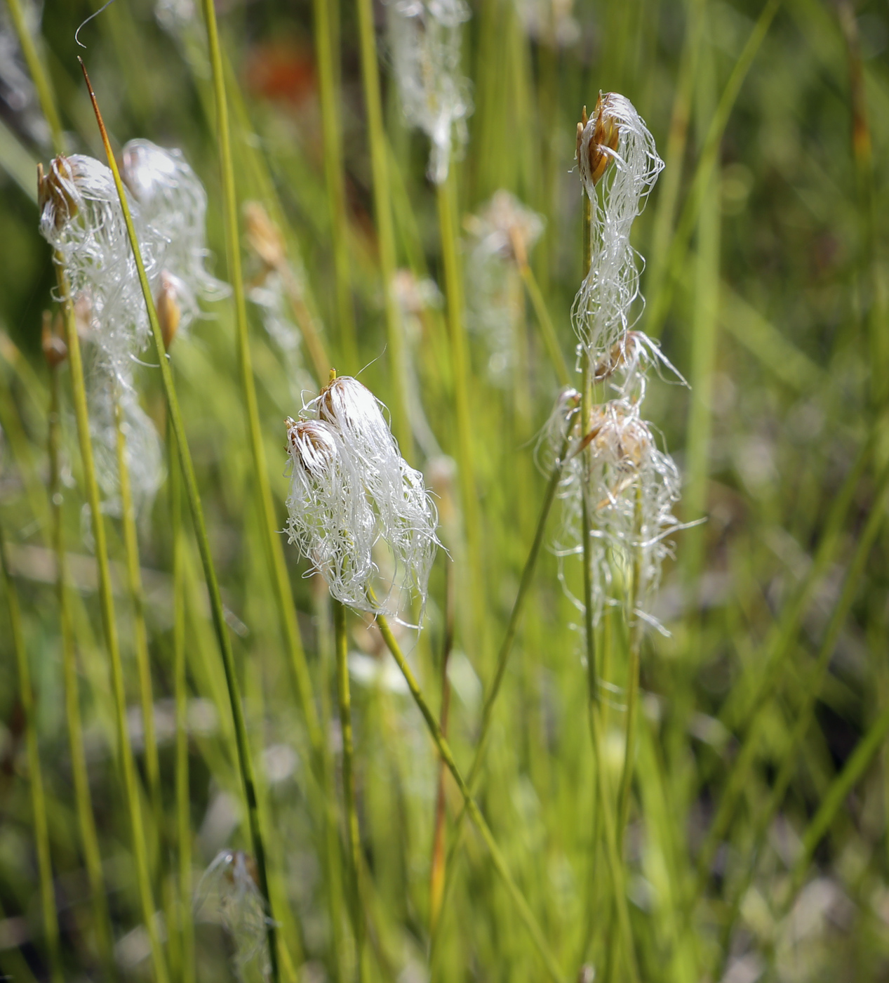 Изображение особи Trichophorum alpinum.