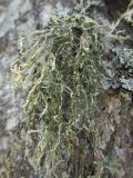класс Lecanoromycetes