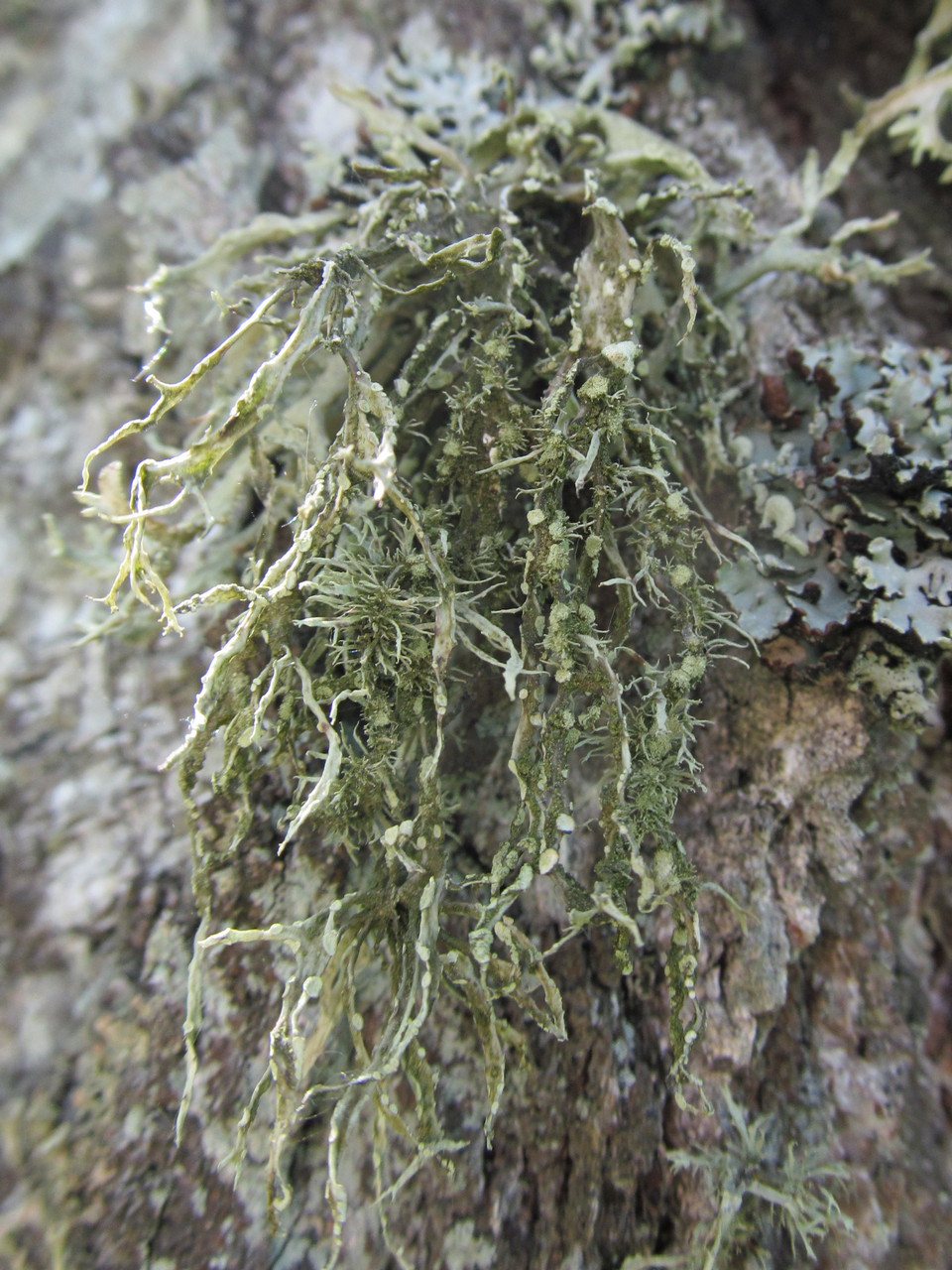 Image of class Lecanoromycetes specimen.