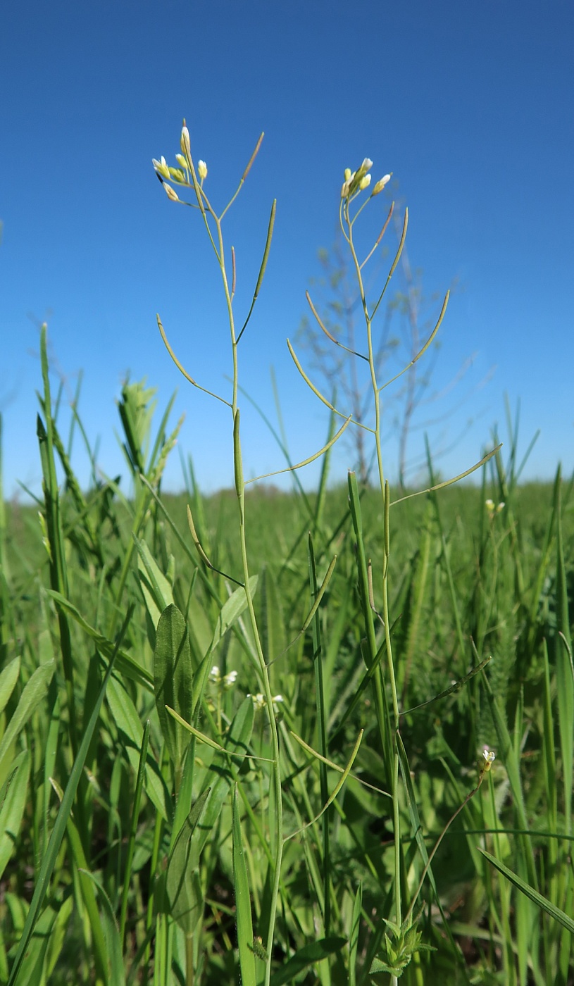 Изображение особи Arabidopsis thaliana.