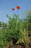 Papaver stevenianum. Цветущее растение. Луганская народная республика, г. Луганск, окр. пос. Вергунский Разъезд, насыпной грунт в основании памятника. 19.05.2023.