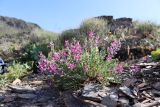 Смотреть изображение Oxytropis pseudorosea