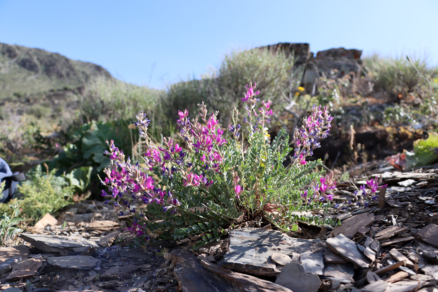 Image of Oxytropis pseudorosea specimen.