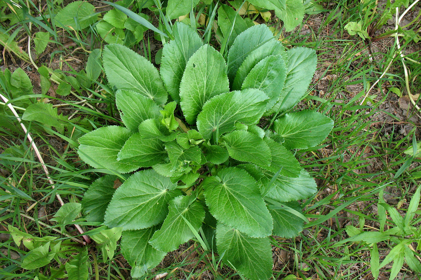 Image of Eryngium planum specimen.